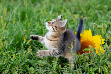 Naklejka na ściany i meble Little cute striped kitten in the garden near the sunflower flower