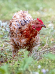 Brown spotted chicken in the garden among the grass