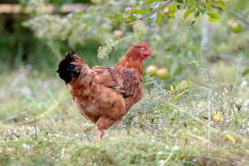 Brown chicken in the garden near the apple tree. Raising chickens