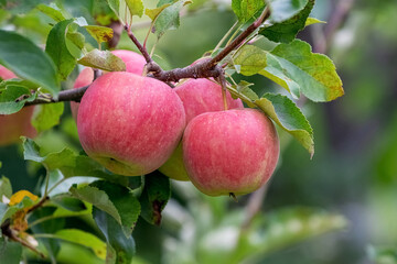 Ripe red apples in the garden on a tree. Apple harvest