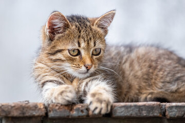 Fototapeta na wymiar A small striped cute kitten lies on a wooden chair