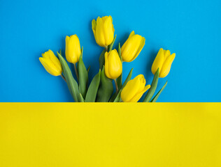 Bouquet of yellow tulips on the colored background. Banner. Copy space.
