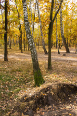 Broken birch tree in the autumn forest. Close-up. Location vertical.