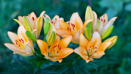 Orange lilies in the garden on a green blurred background