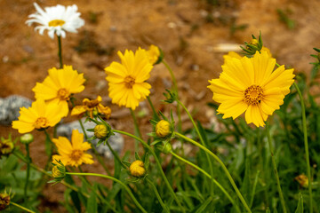 flowers in the city of Carrancas, State of Minas Gerais, Brazil