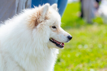 White fluffy dog breed somoid close-up in profile