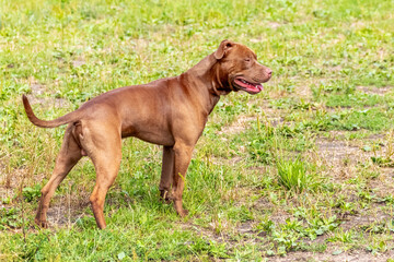 American Pit Bull Terrier, portrait of aggressive dog in profile on blurred background