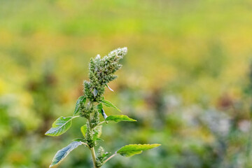 Amaranthus retroflexus (spiny amaranth, Amaranthus spinosus) with leaves and inflorescences in the garden. Weeds in the garden