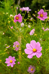 flowers in the city of Carrancas, State of Minas Gerais, Brazil