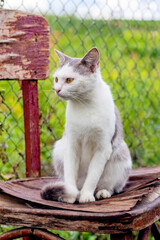 White spotted cat sitting on an old chair in the garden