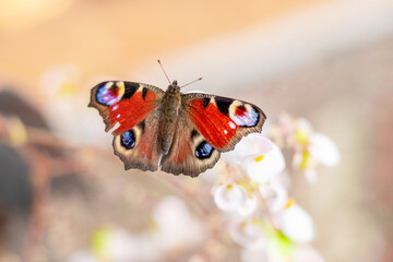 Peacock eye butterfly sits on a white flower