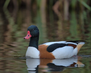Common shelduck with its reflection in the water.