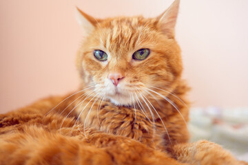 Fototapeta na wymiar Lovely red cat. Soft focus.