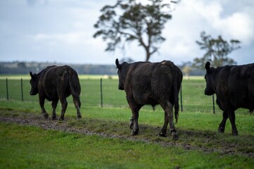 Stud Angus, wagyu, speckle park, Murray grey, Dairy and beef Cows and Bulls grazing on grass and pasture in a field. The animals are organic and free range, being grown on an agricultural farm