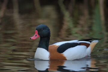 Common shelduck with its reflection in the water.