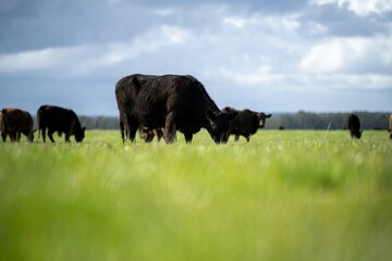 Stud Angus, wagyu, speckle park, Murray grey, Dairy and beef Cows and Bulls grazing on grass and pasture in a field. The animals are organic and free range, being grown on an agricultural farm