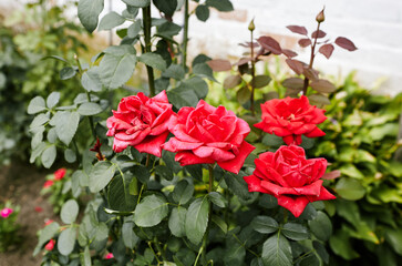 Bouquet red roses in the garden. A bush of beautiful roses in summer light. Beautiful spring or summer blooming rose plant