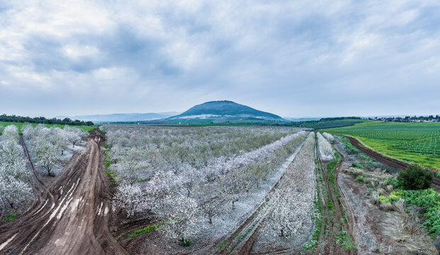Aerial view of blossom almond plantation, Mount Tabor, Lower Galilee, Israel.