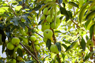 Ripe apples on a tree in a garden. Organic apples hanging from a tree branch in an apple orchard