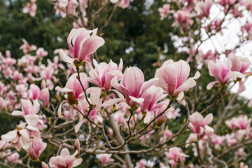 Magnolia tree blossom in springtime. Perfect Spring Concept Background