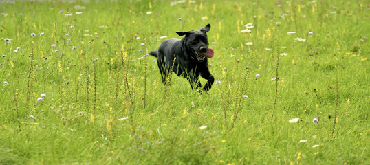 Black labrador retriever dog running around in a field