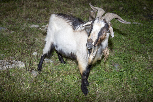 Closeup of African pygmy in the field
