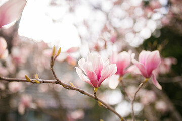Close Up of Magnolia Flowers. Perfect Spring Concept Background