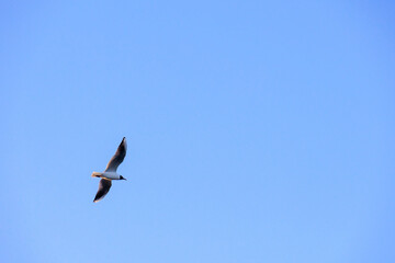 bird in flight