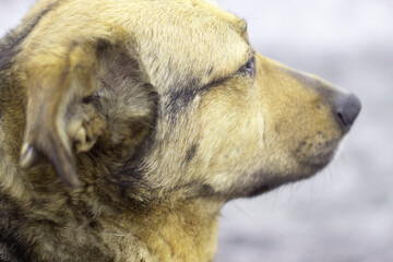 A picture of a good-natured dog on the Loparsky farmstead. Kola Peninsula