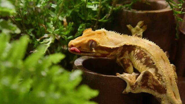Medium shot of crested gecko licking its retina