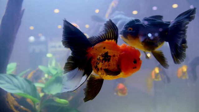 Closeup of lionhead goldfish looking on camera