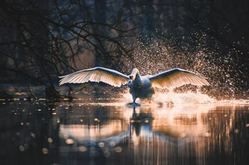 Deurstickers Mesmerizing view of a graceful swan in flight © Michael Sauer/Wirestock Creators