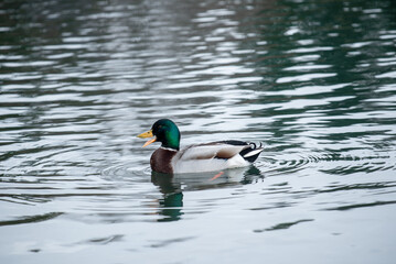 duck in the water