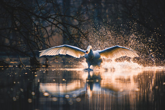 Mesmerizing view of a graceful swan in flight