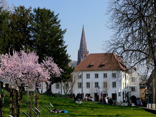Fototapeta na wymiar Colombipark mit Weinreben in Freiburg im Breisgau