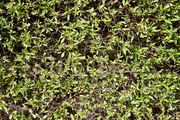  Green plant beautiful natural texture