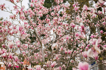 Magnolia tree blossom in springtime. Perfect Spring Concept Background