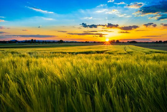 Mesmerizing View Of The Sunset Sky Over The Green Rye Field In Summer In Upper Rhine Plain