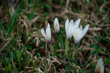 white crocus flower