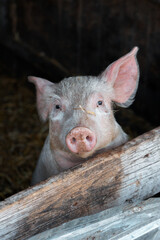 Closeup of a beautiful pig on a farm on a sunny day