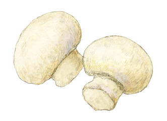 ホワイトマッシュルーム　水彩色鉛筆きのこイラスト