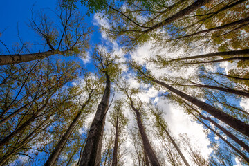 Nice poplar trees from bottom view in a sunny day in Spain, long exposure picture