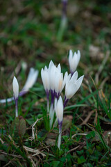 white crocus flowers