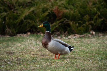 duck on the grass