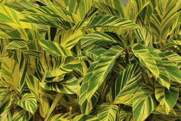 Closeup of tropical leaves of the croton plant in the Hawaii Rainforest © Roby2/Wirestock Creators
