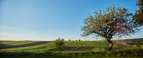 Beautiful blooming of white apple and fruit trees over bright blue sky in colorful vivid ukrainian spring field full of green grass by dawn early light with first sun rays, fairy heart of nature