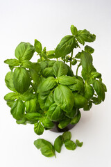 A plant called Basil. Aromatic herb often used in gastronomy to flavor dishes.