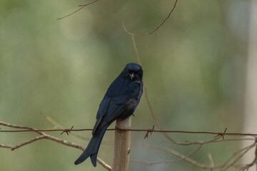 Black Drongo is perching on a fence.
