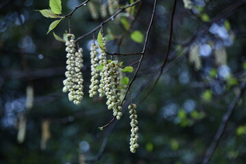 Stachyurus praecox (Kibushi) flowers. Stachyuraceae dioecious deciduous shrub. The flowers are attached to the pale yellow racemes from March to May. 
