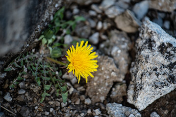 yellow flower on the ground
